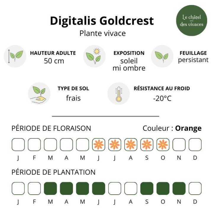 Digitalis Goldcrest