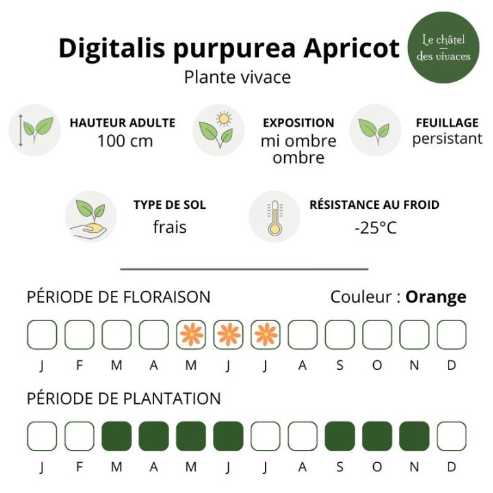 Digitalis purpurea Apricot