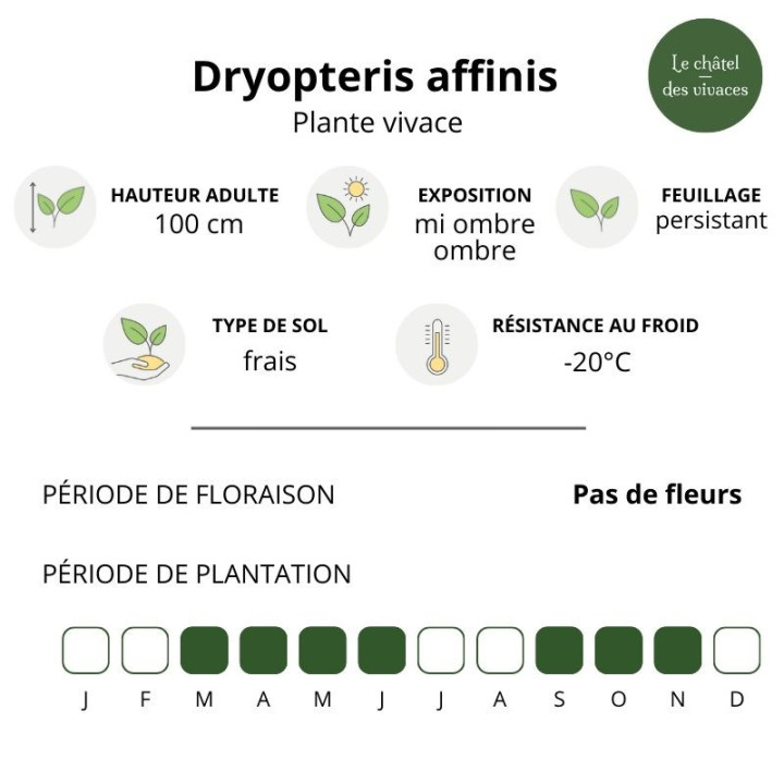 Dryopteris affinis