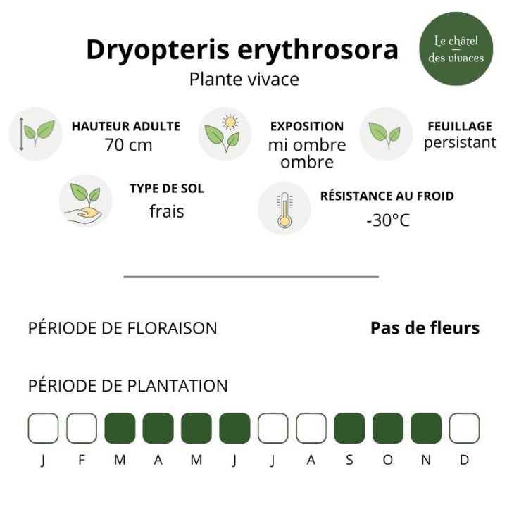 Dryopteris erythrosora