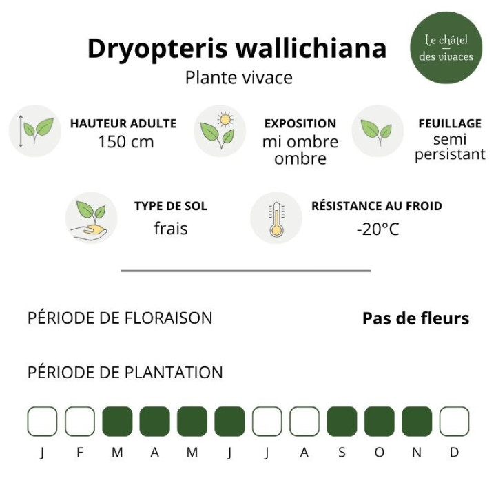 Dryopteris wallichiana