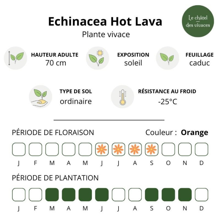 Echinacea Hot Lava