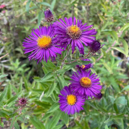 Aster novae-angliae Marina Wolkonsky