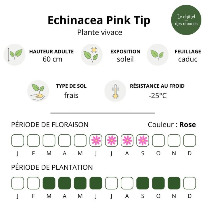 Echinacea Pink Tip