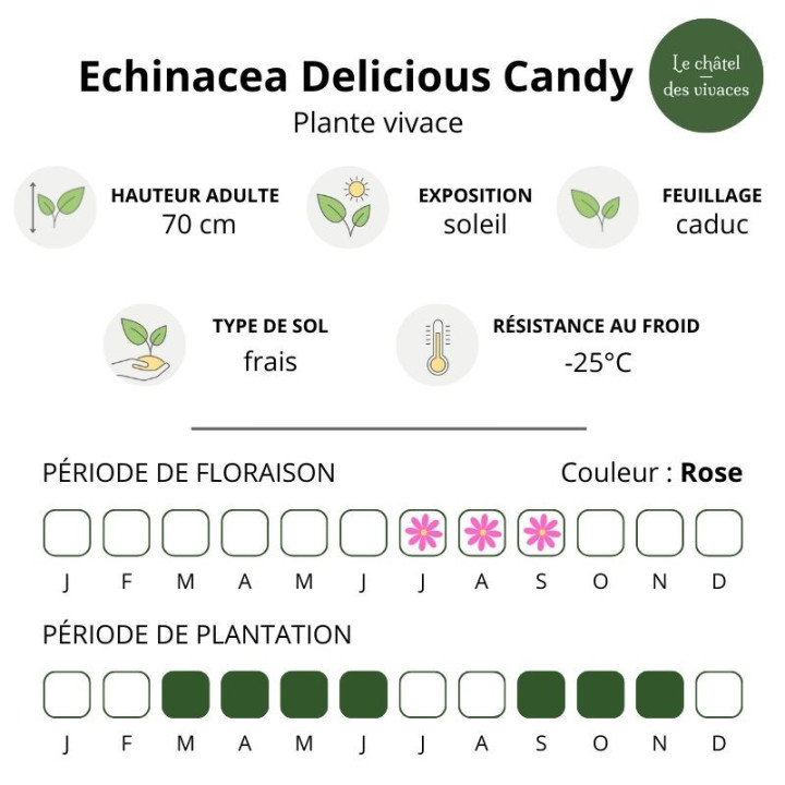 Echinacea purpurea Delicious Candy