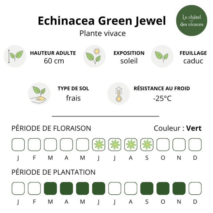 Echinacea purpurea Green Jewel - caractéristique