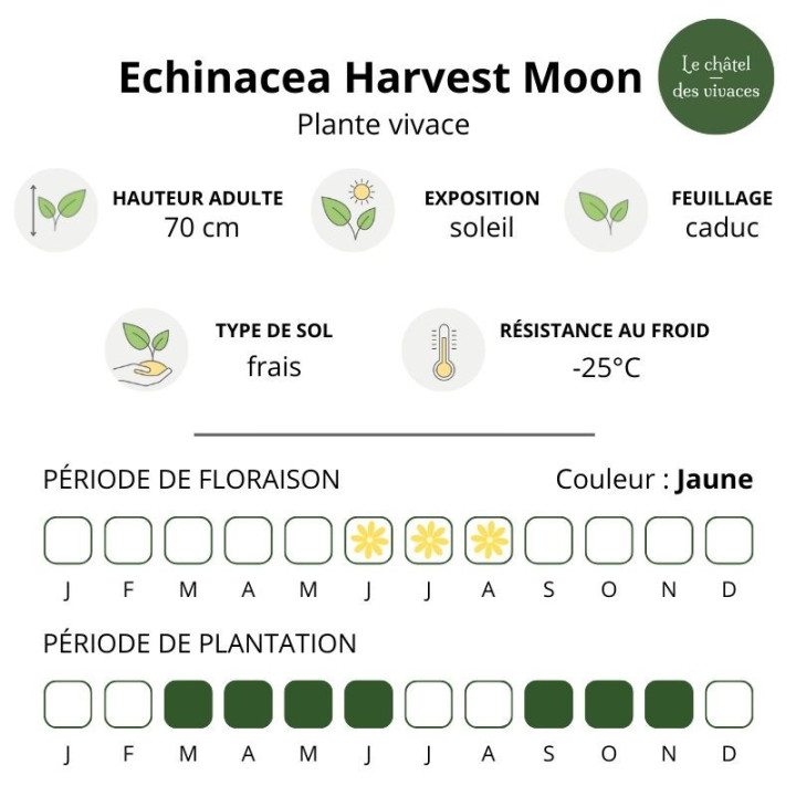 Echinacea purpurea Harvest Moon