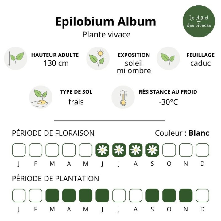 Echinacea White Double Delight