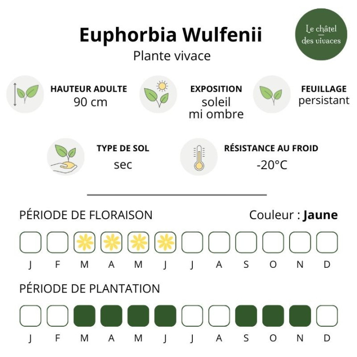 Caractéristiques de l'Euphorbia characias subsp. wulfenii