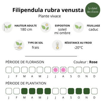 Filipendula rubra venusta