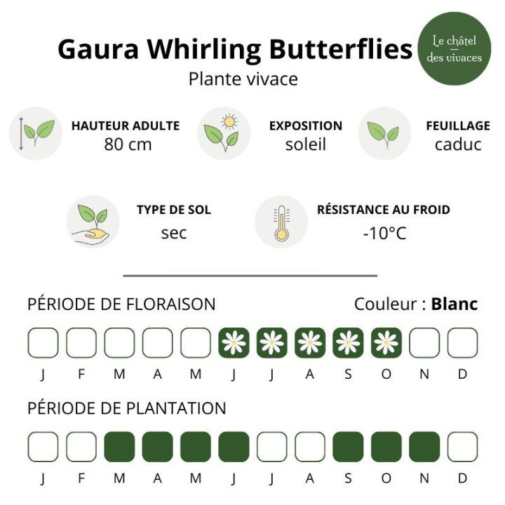 Gaura lindheimeri Whirling Butterflies