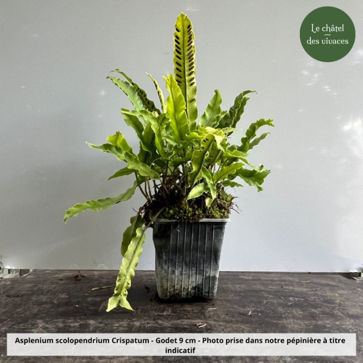 Asplenium scolopendrium Cristatum | Phyllitis | Fougère