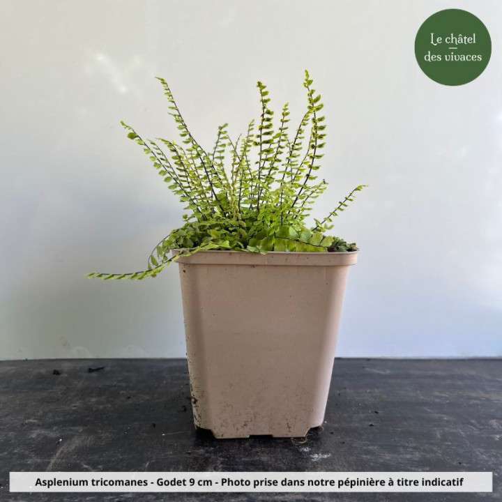 Asplenium trichomanes