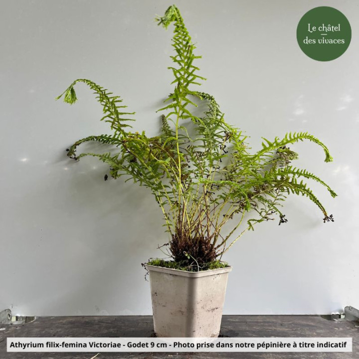 Athyrium filix-femina Victoriae