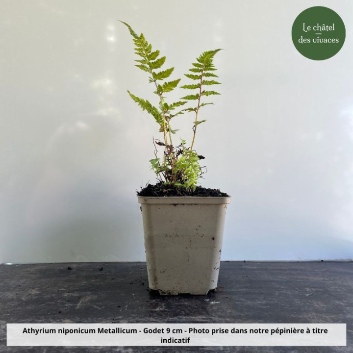 Athyrium niponicum Metallicum