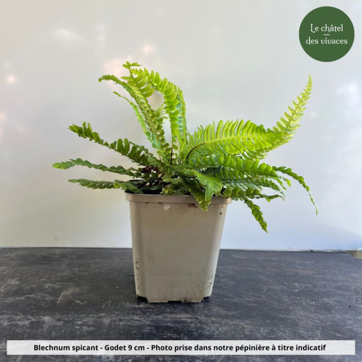 Blechnum spicant