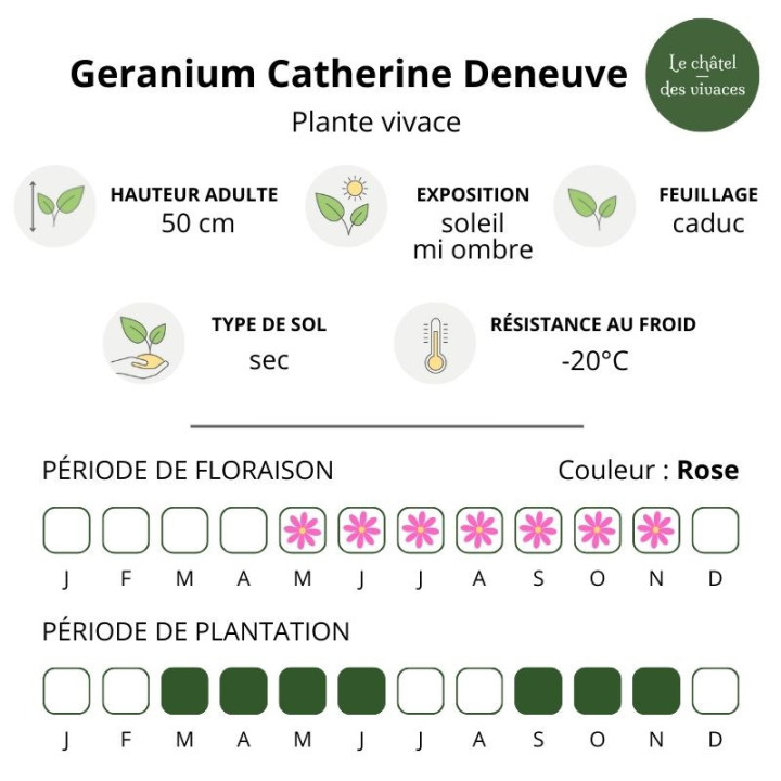 Geranium Catherine Deneuve