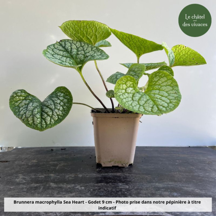Godet de Brunnera macrophylla Sea Heart vendu par notre pépinière Le Châtel des vivaces