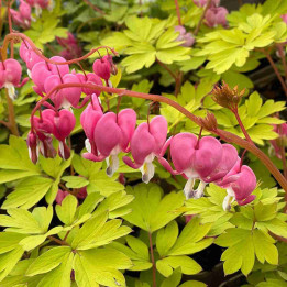 Dicentra spectabilis Gold Heart