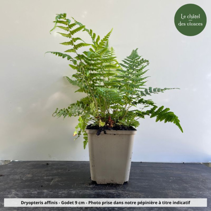 Dryopteris affinis