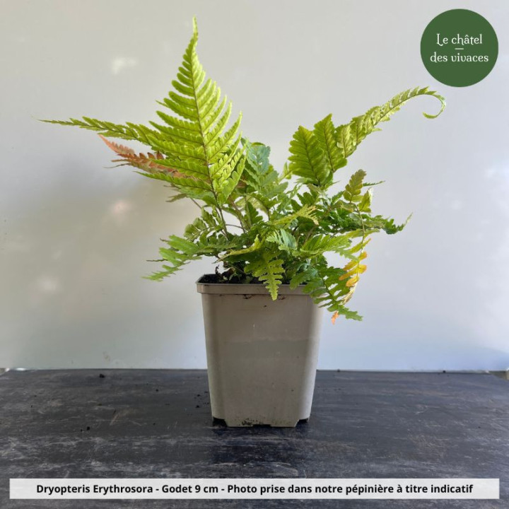 Dryopteris erythrosora