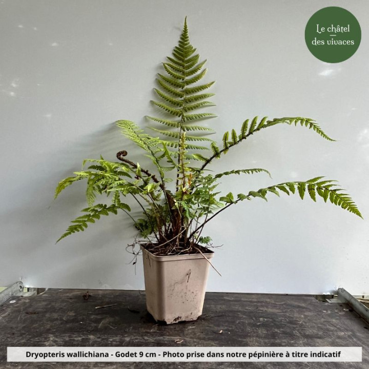 Dryopteris wallichiana