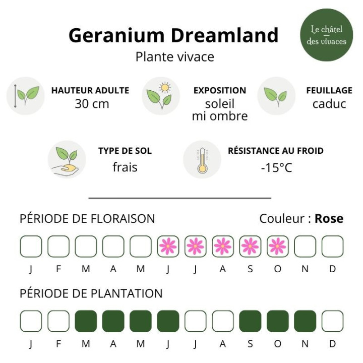 Caractéristique du Geranium vivace Dreamland
