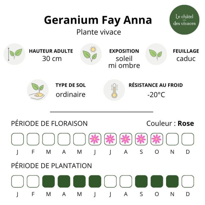 Geranium Fay Anna caractéristique
