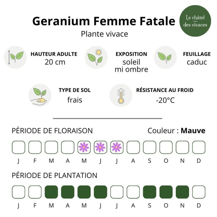 Geranium Femme Fatale