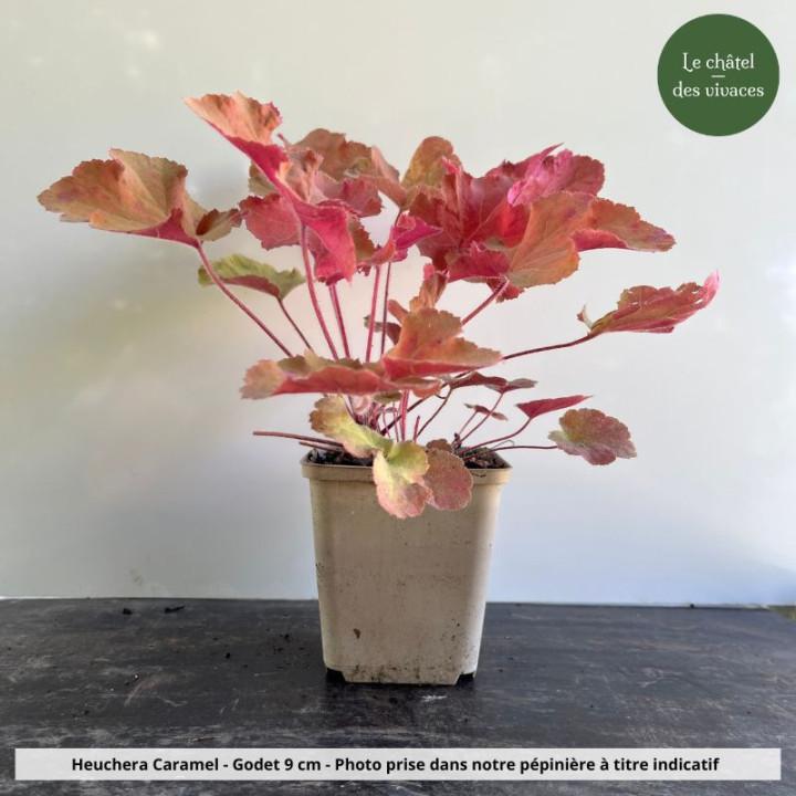 Heuchera Caramel