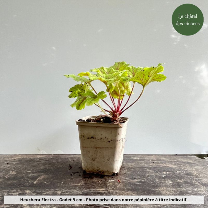 Heuchera Electra