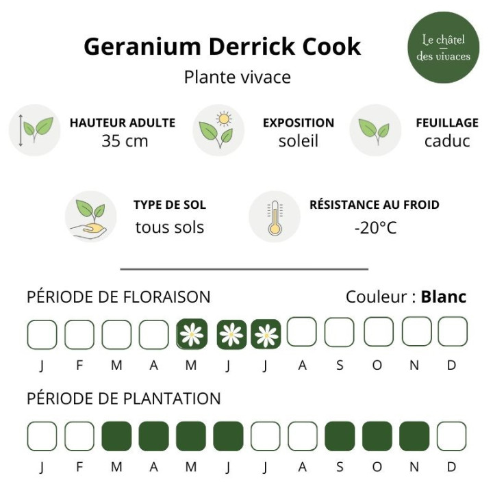 Geranium himalayense Derrick Cook