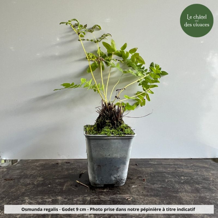 Osmunda regalis