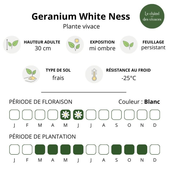 Geranium macrorrhizum White Ness