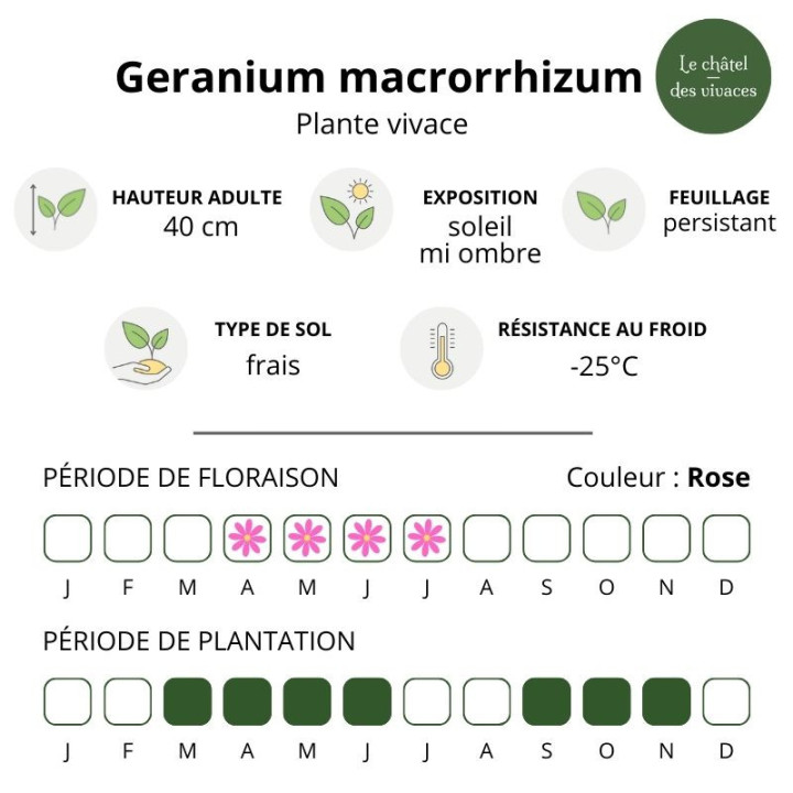 Geranium macrorrhizum