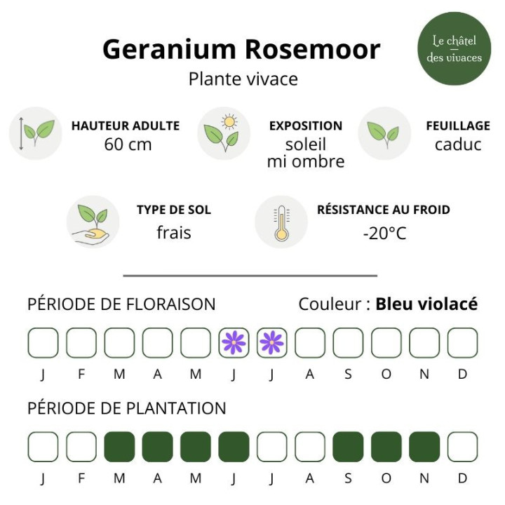 Geranium magnificum Rosemoor