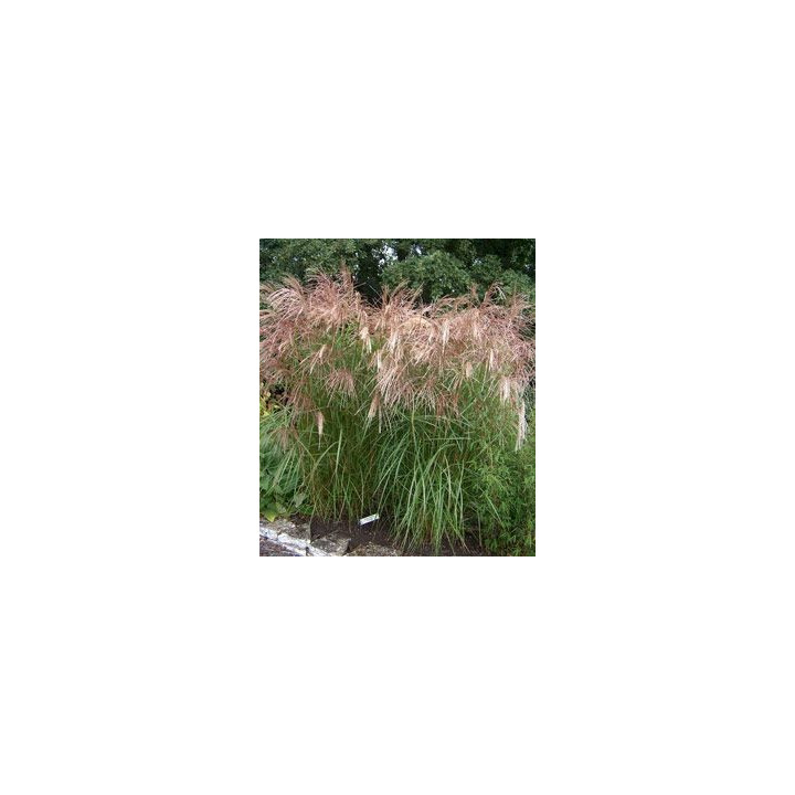 Miscanthus sinensis Ferner Osten
