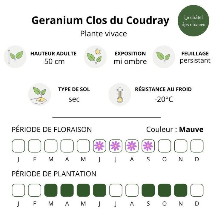 Caractéristiques du Geranium nodosum Clos du Coudray