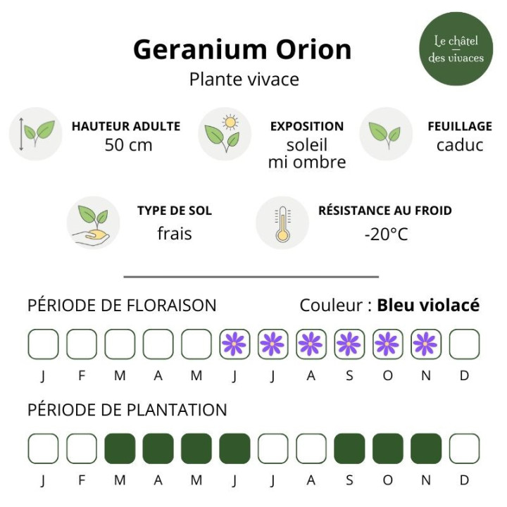 Caractéristiques du Geranium Orion
