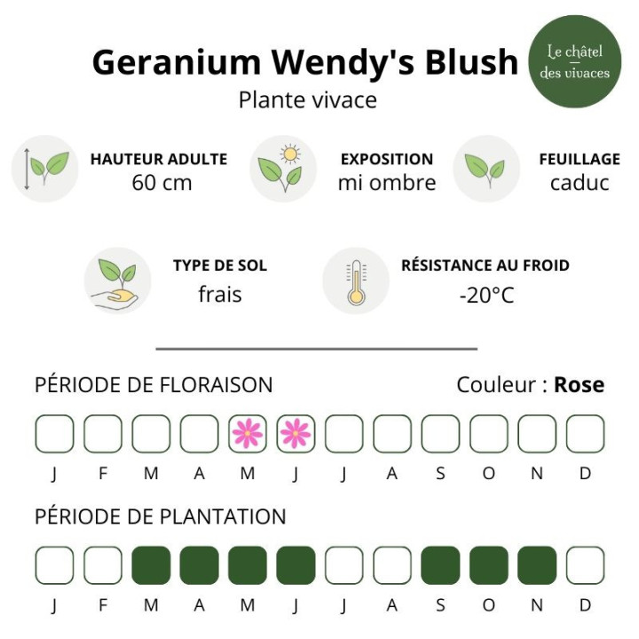 Geranium phaeum Wendy's Blush