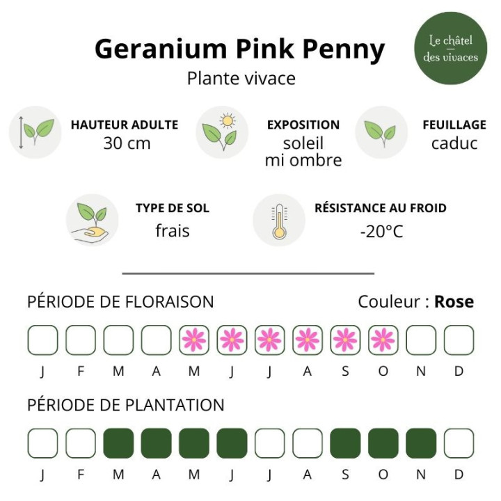 Caractéristiques du Geranium Pink Penny