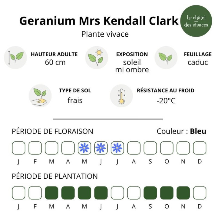 Geranium pratense Mrs Kendall Clark
