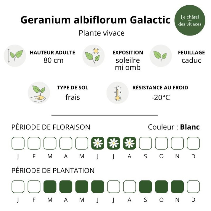 Geranium pratense albiflorum Galactic