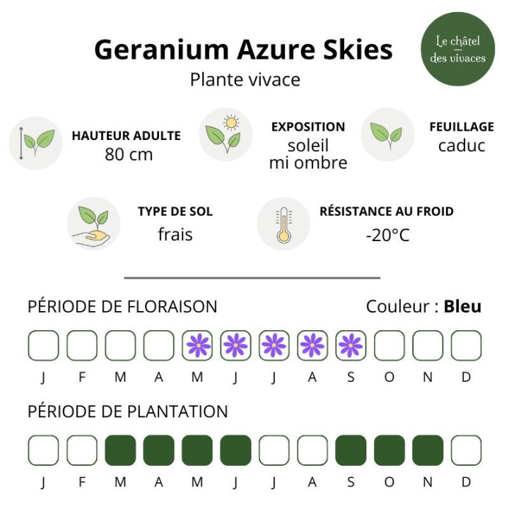 Geranium pratense Azure Skies