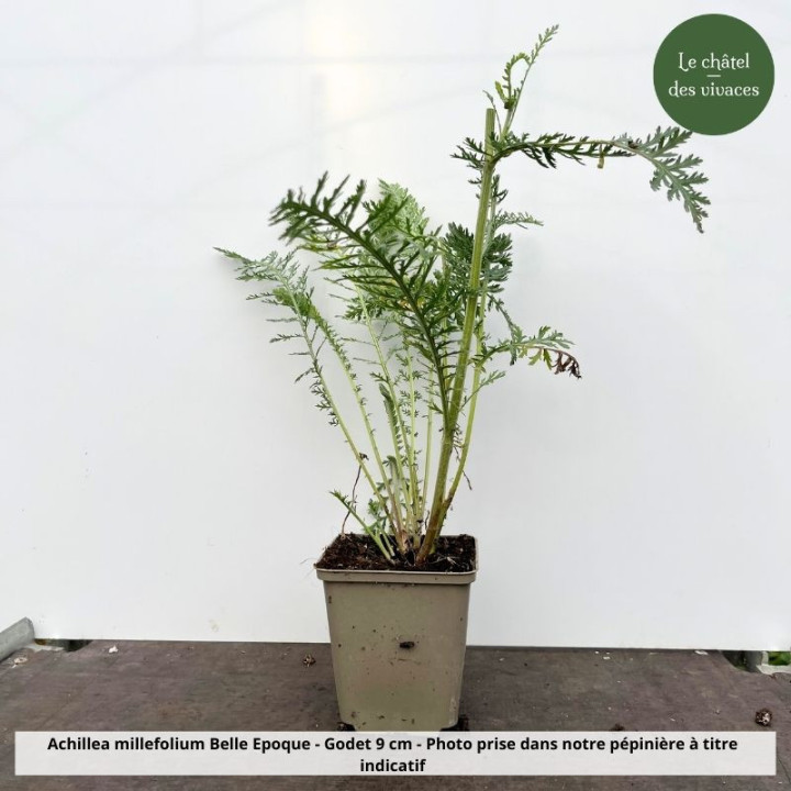 Achillea millefolium Belle Epoque - pot