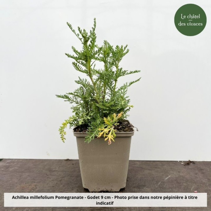 Achillea millefolium Pomegranate - pot