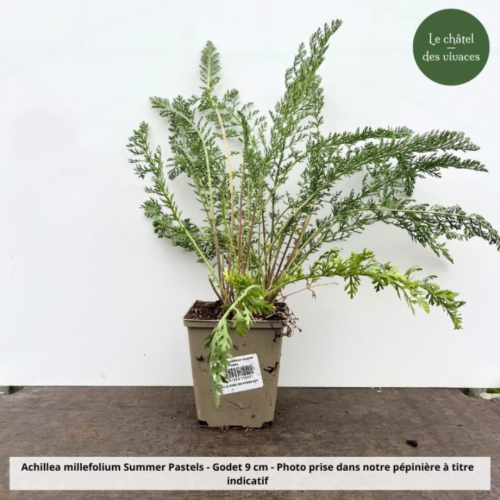 Achillea millefolium Summer Pastels - pot