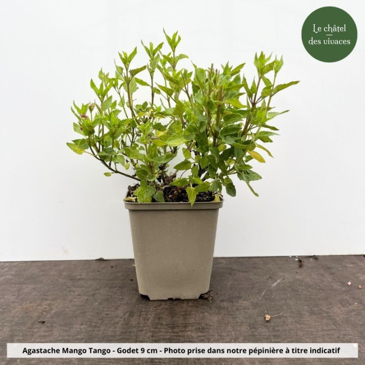 Agastache Mango Tango en godet 9 cm prête à planter au jardin