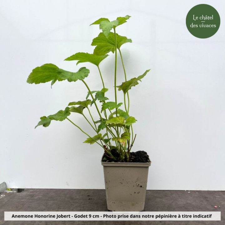 Godet de 9 cm d'anémone du Japon Honorine Jobert prêt à planter