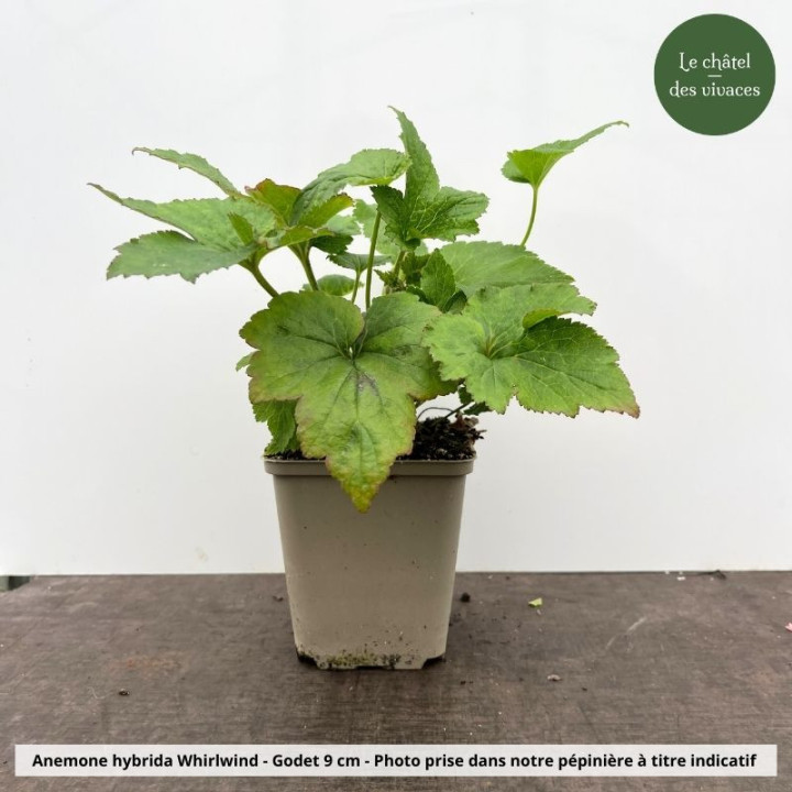 Godet de 9 cm d'Anemone x hybrida Whirlwind vendu au Châtel des vivaces